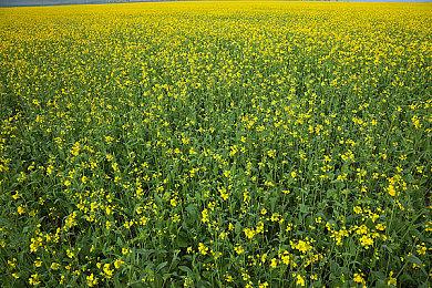 英国《网络安全法》正式上线 n网下载成人内容需身份证明